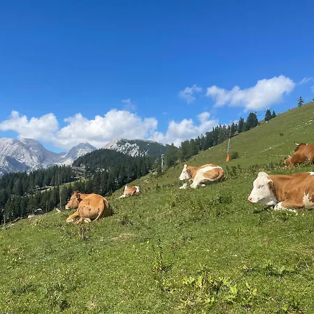 New Cosy In Nature - Krvavec سيركلجي نا جورينجسكيم